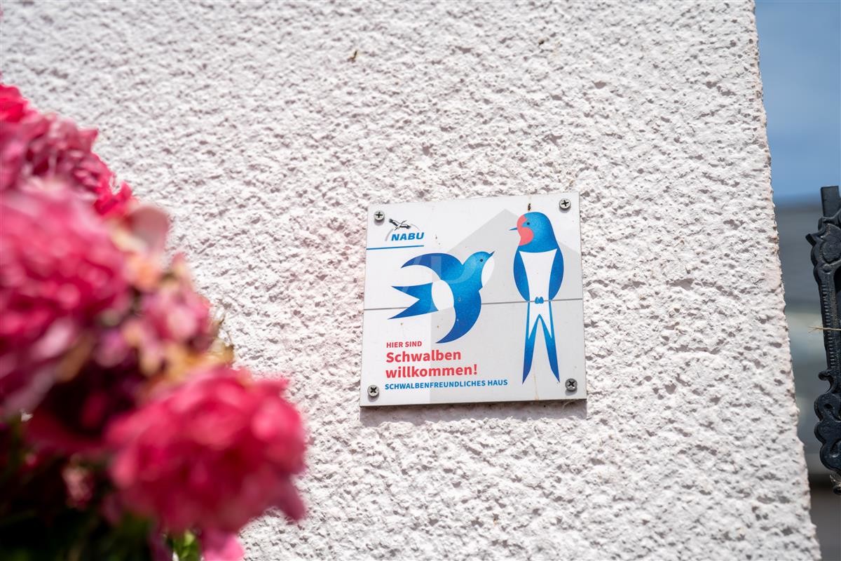 Schwalben Willkommen