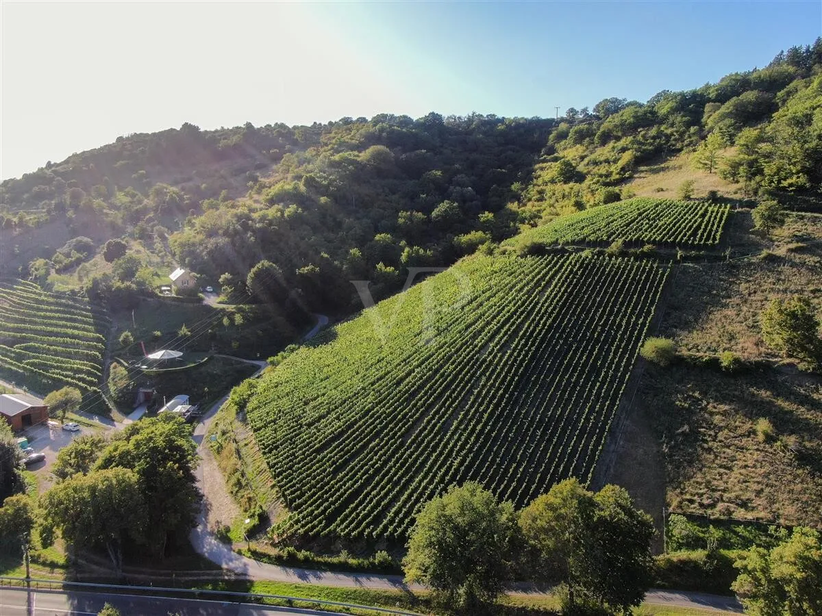 Panorama des großen Grundbesitzes, im Vordergrund Spay in der Zech Spätburgunder