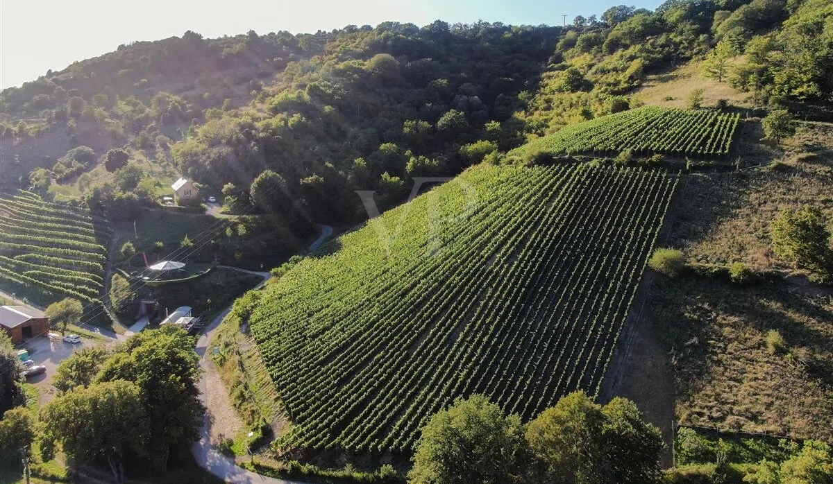 Panorama des großen Grundbesitzes, im Vordergrund Spay in der Zech Spätburgunder