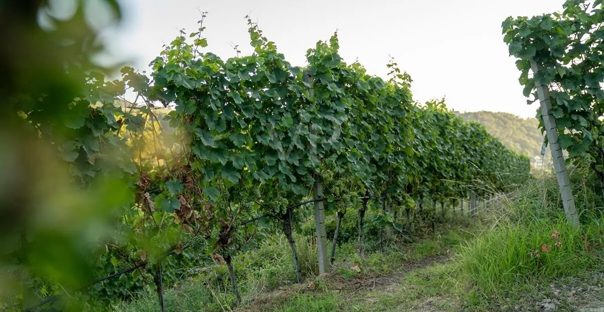 Rebfläche unmittelbar am Weinkeller