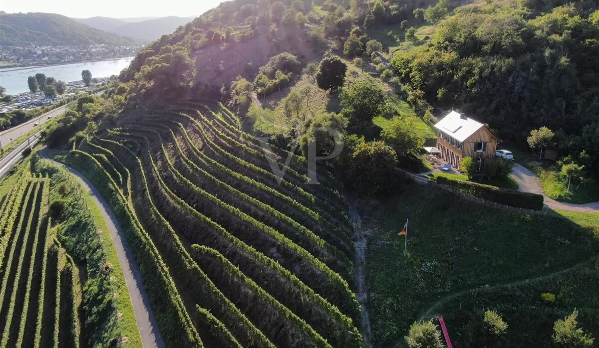 Blick nach Westen, organische Weinbergsanlage