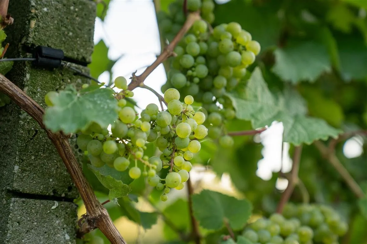 reifende Rieslingstrauben