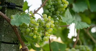 von_poll_real_estate_property_25014107_image_8