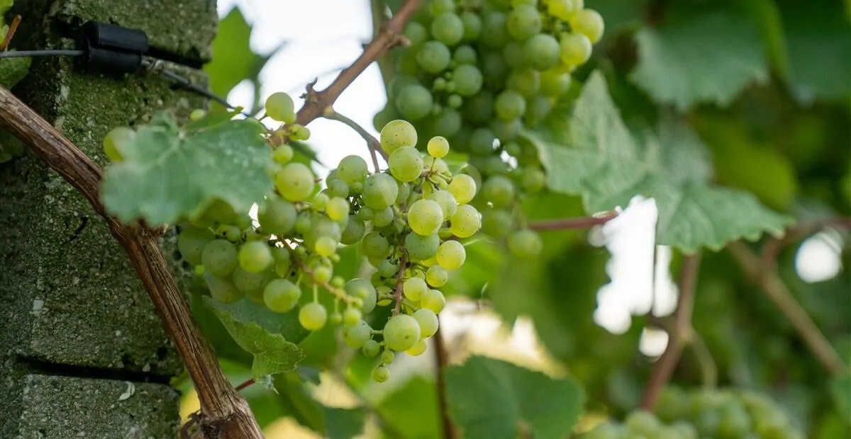 reifende Rieslingstrauben
