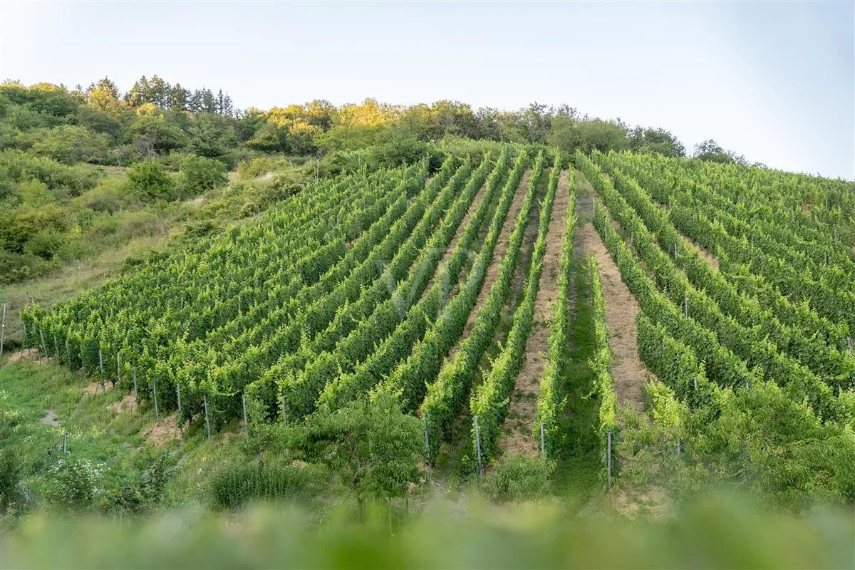 Monopollage Spay in der Zech Riesling Spätburgunder