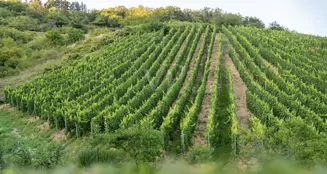 von_poll_real_estate_property_25014107_image_9