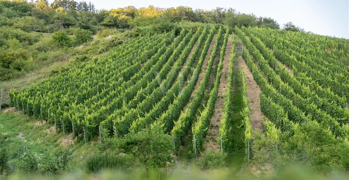 Monopollage Spay in der Zech Riesling Spätburgunder