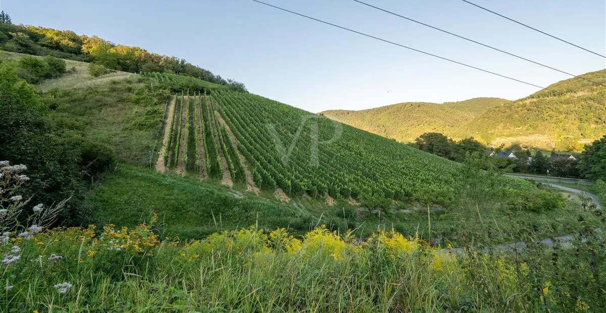 Blick über die bestockten Rebflächen
