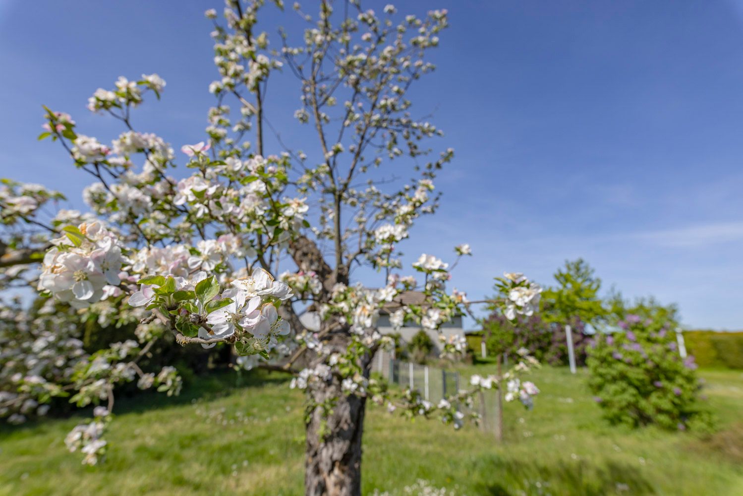 Obstbäume sind auch vorhanden