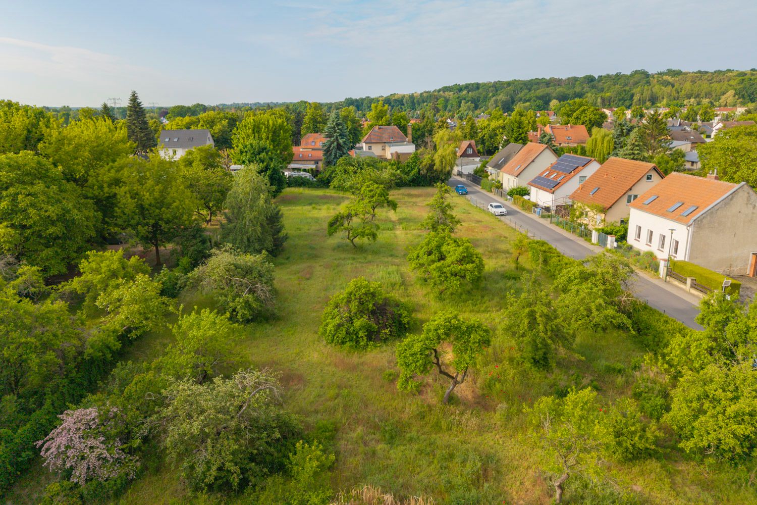 wenige Bäume