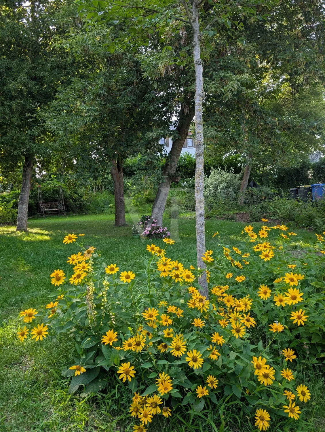 Gartenimpression Sommer IV