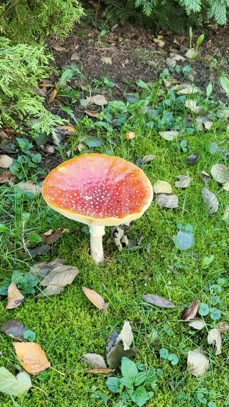 Gast im Garten