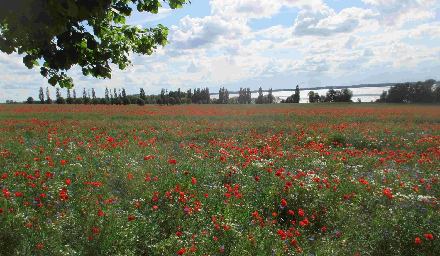 Doppelhaushälfte erste Reihe mit freiem Blick auf den Schweriner See