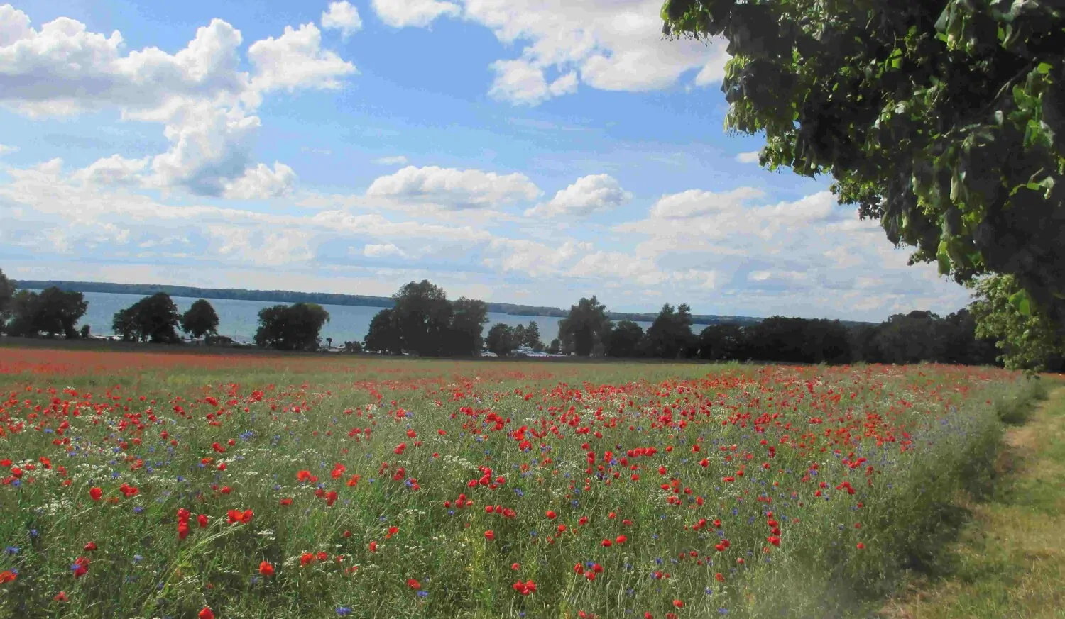 Doppelhaushälfte erste Reihe mit freiem Blick auf den Schweriner See