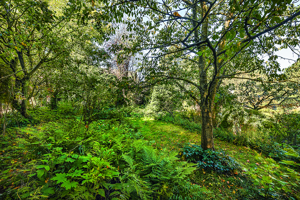 Eingewachsener Garten