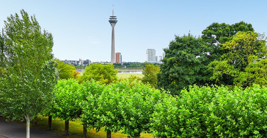Ausblick Rheinallee