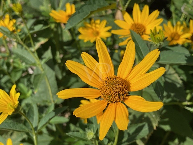 Garten im Herbst