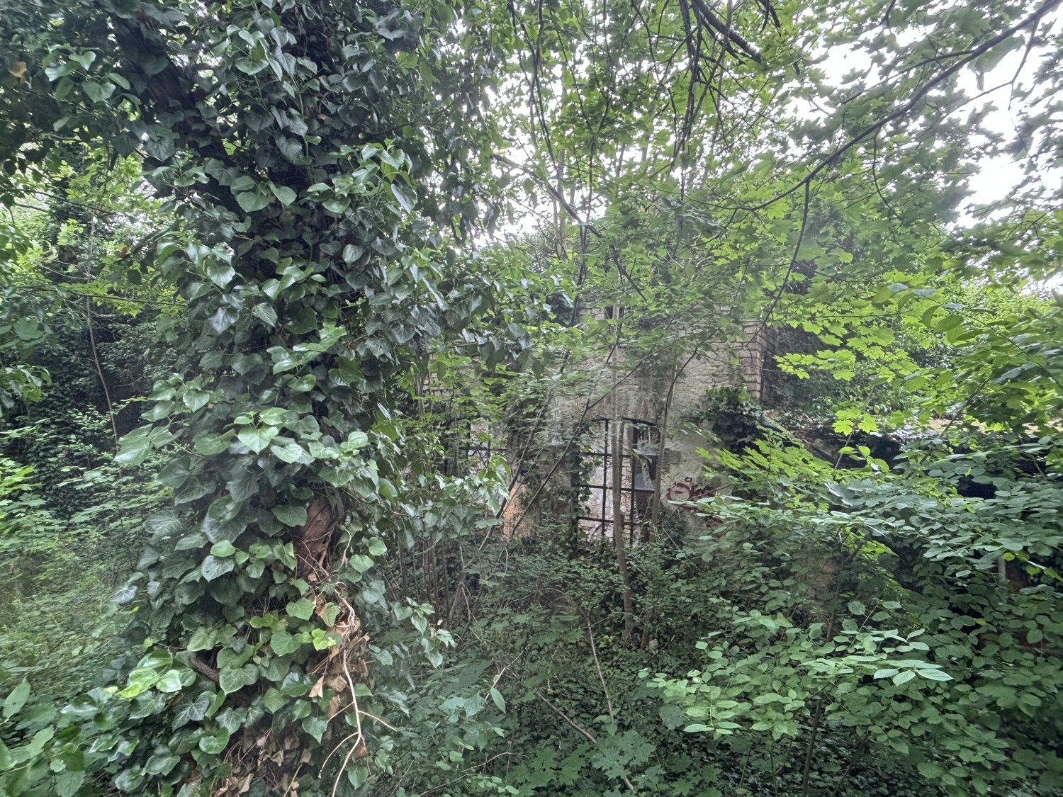 verwildertes Grundstück