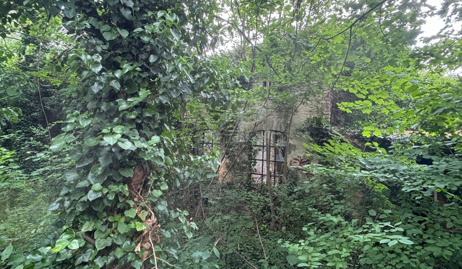 verwildertes Grundstück