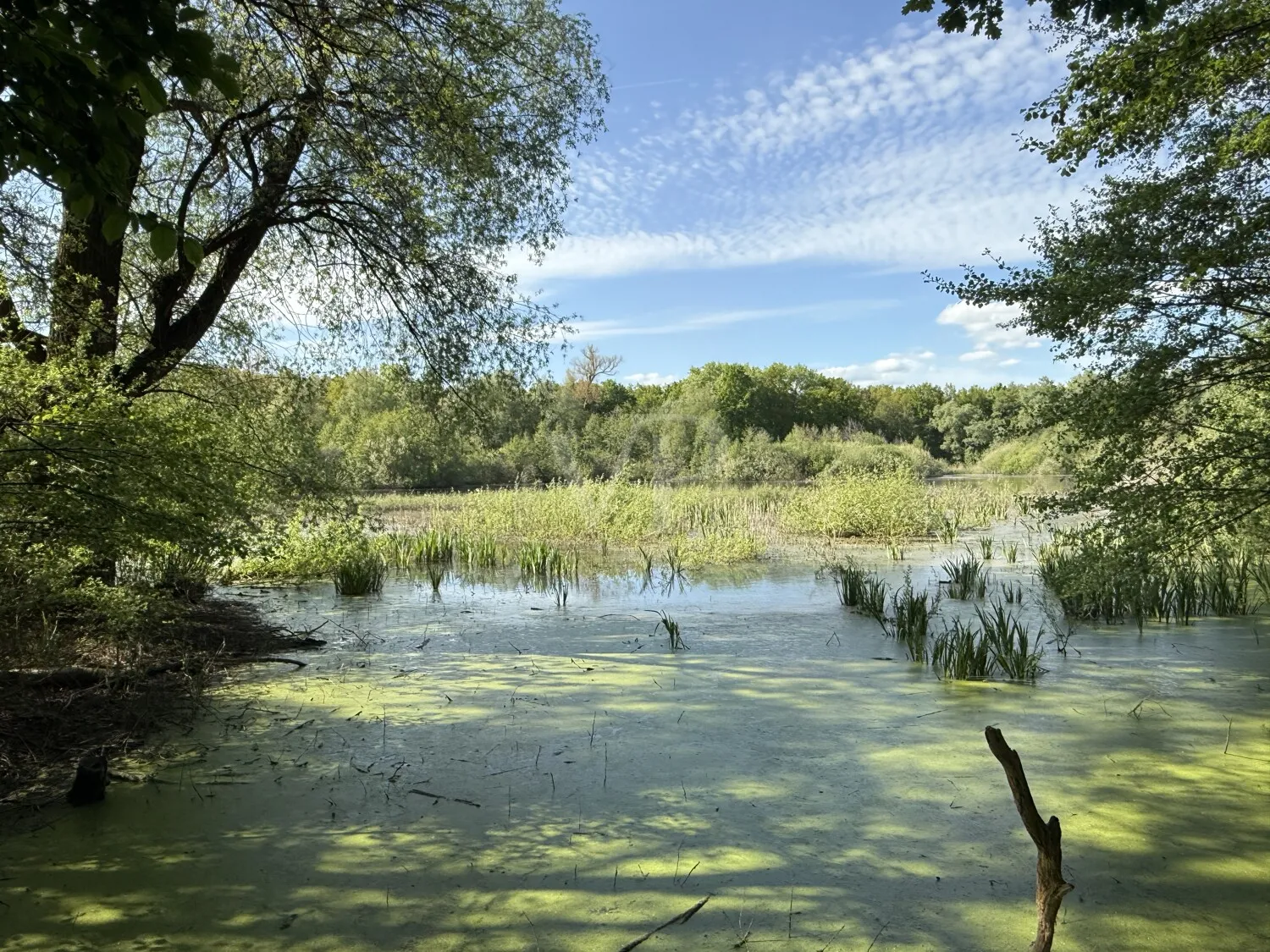 nahes Naturschutzgebiet Fauler See