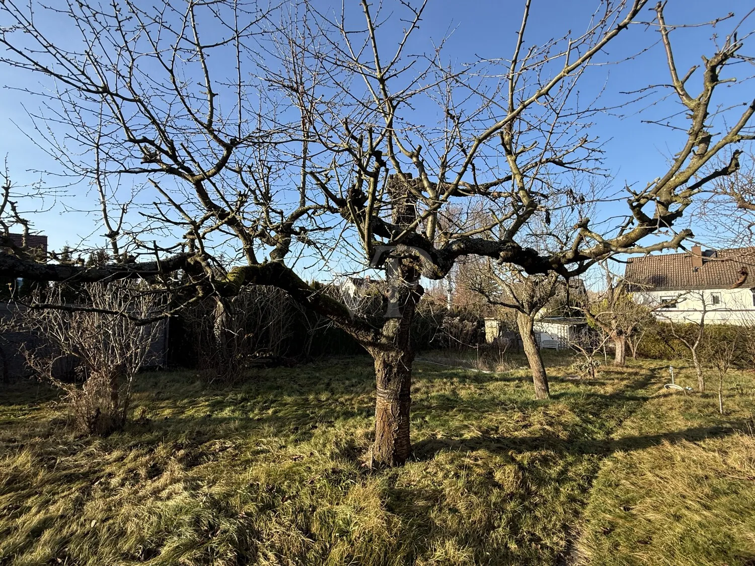 alter Obstbaumbestand