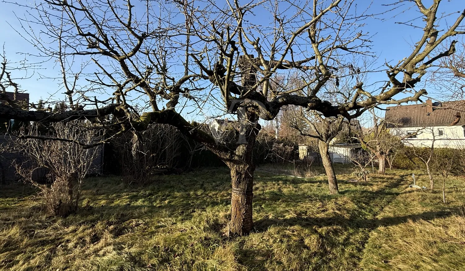 alter Obstbaumbestand