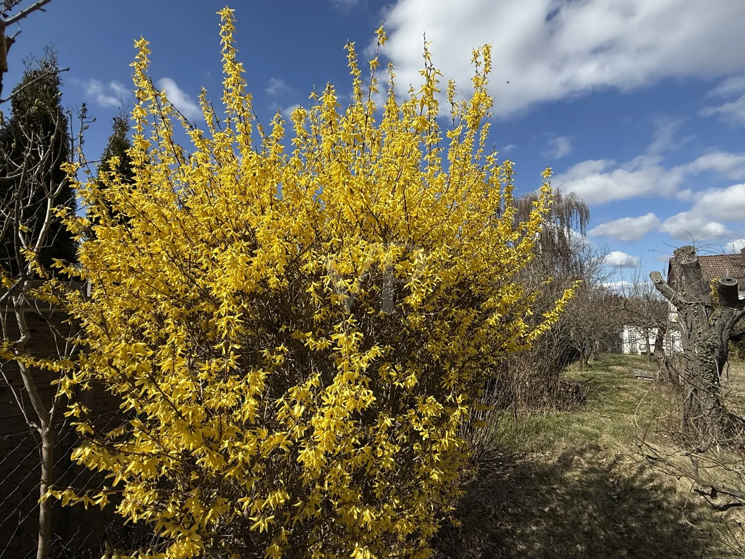 Frühling im Garten
