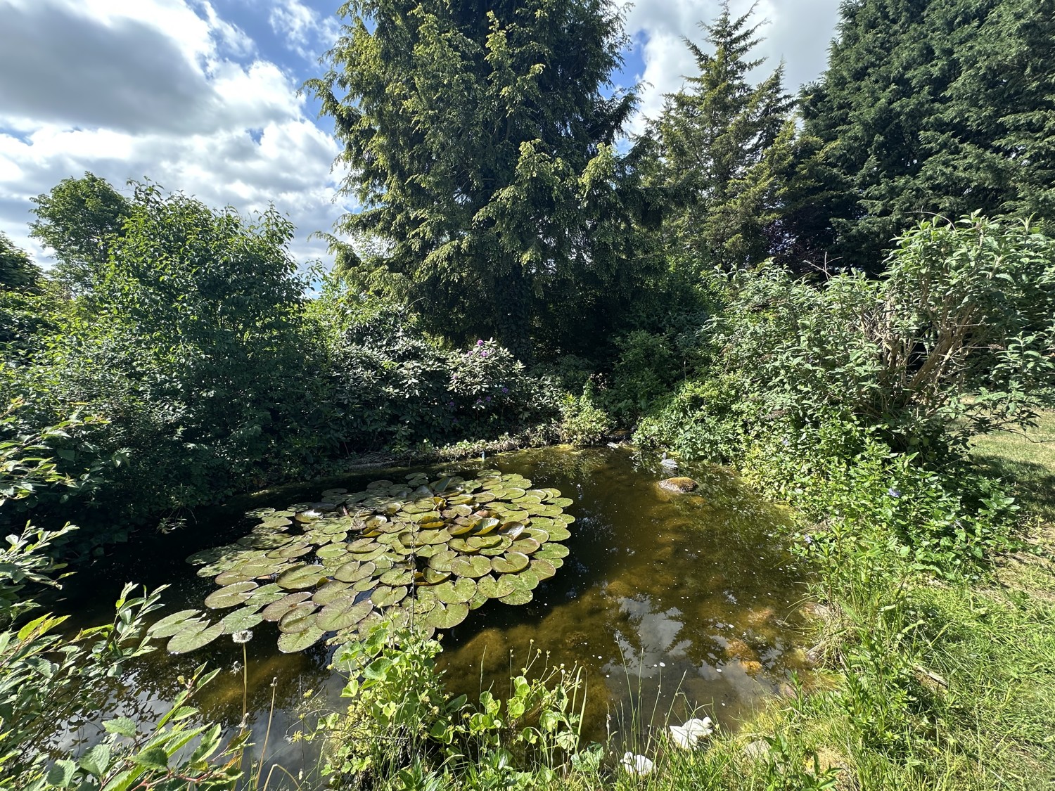 Teich