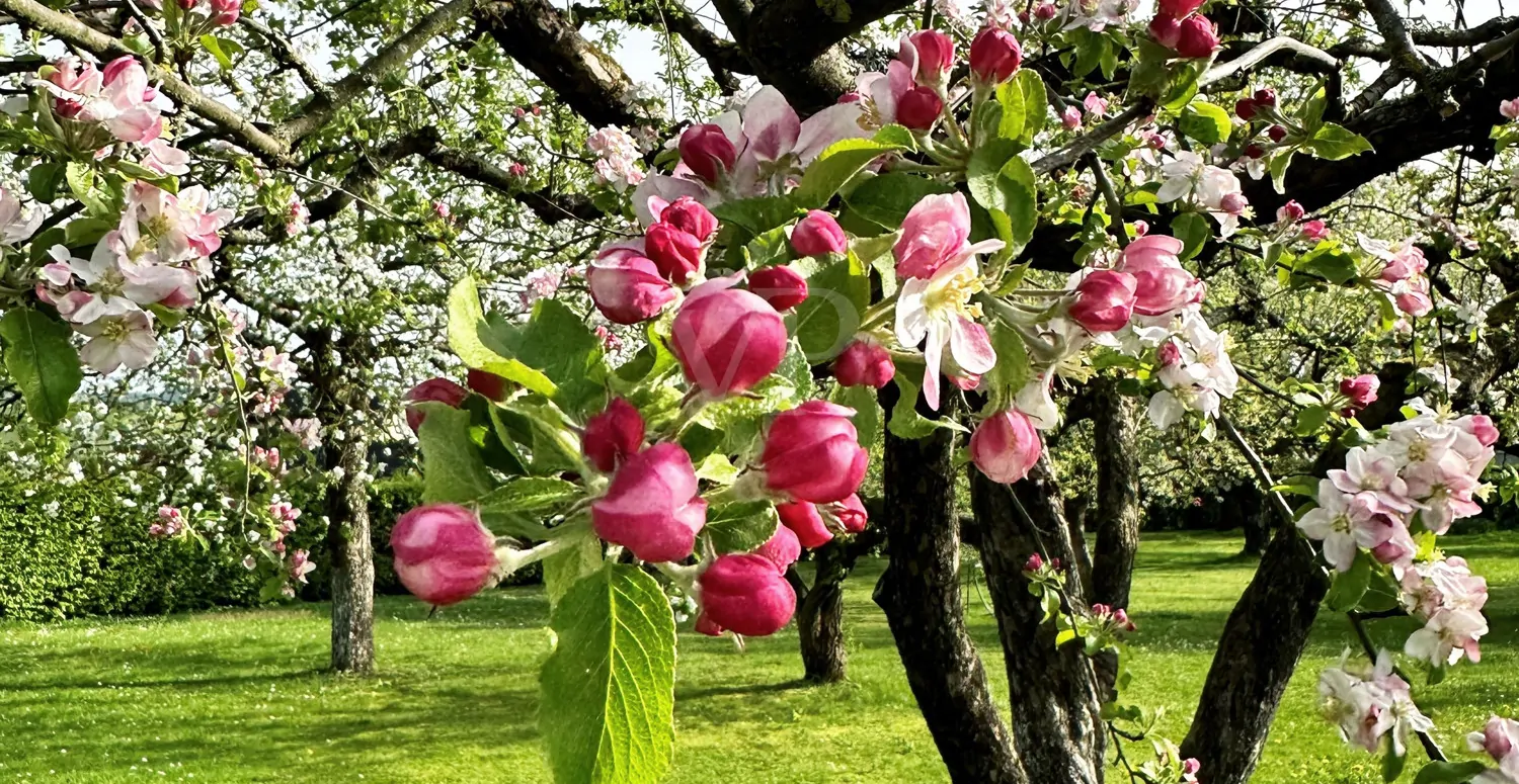 Blühende Bäume auf der Obstwiese