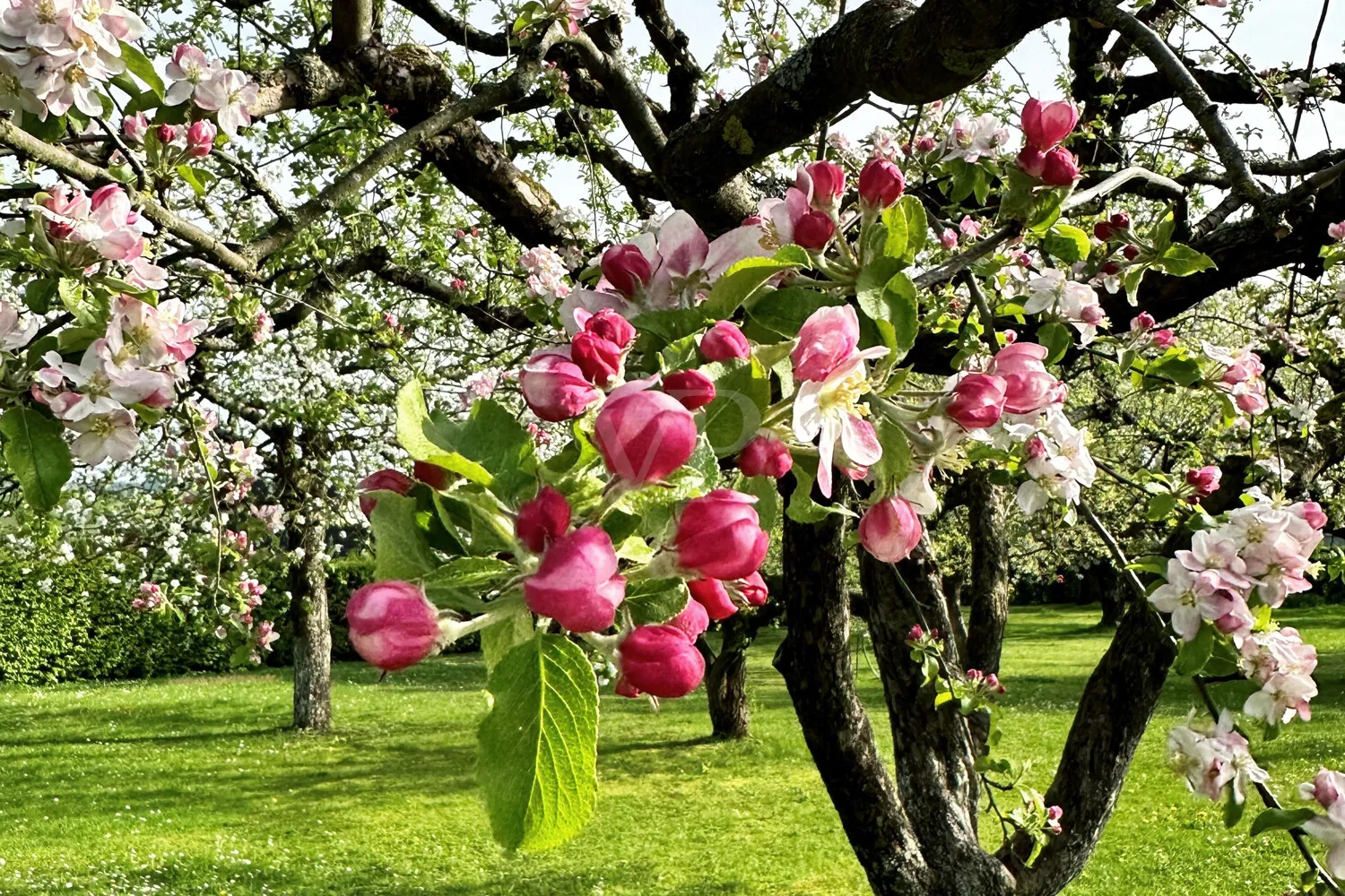 Blühende Bäume auf der Obstwiese