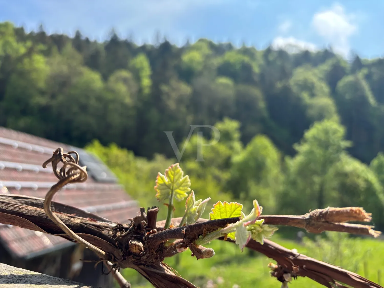 Historisches Bauernhaus-Ensemble mit Scheune, Veranda und Obstgarten am Bach
