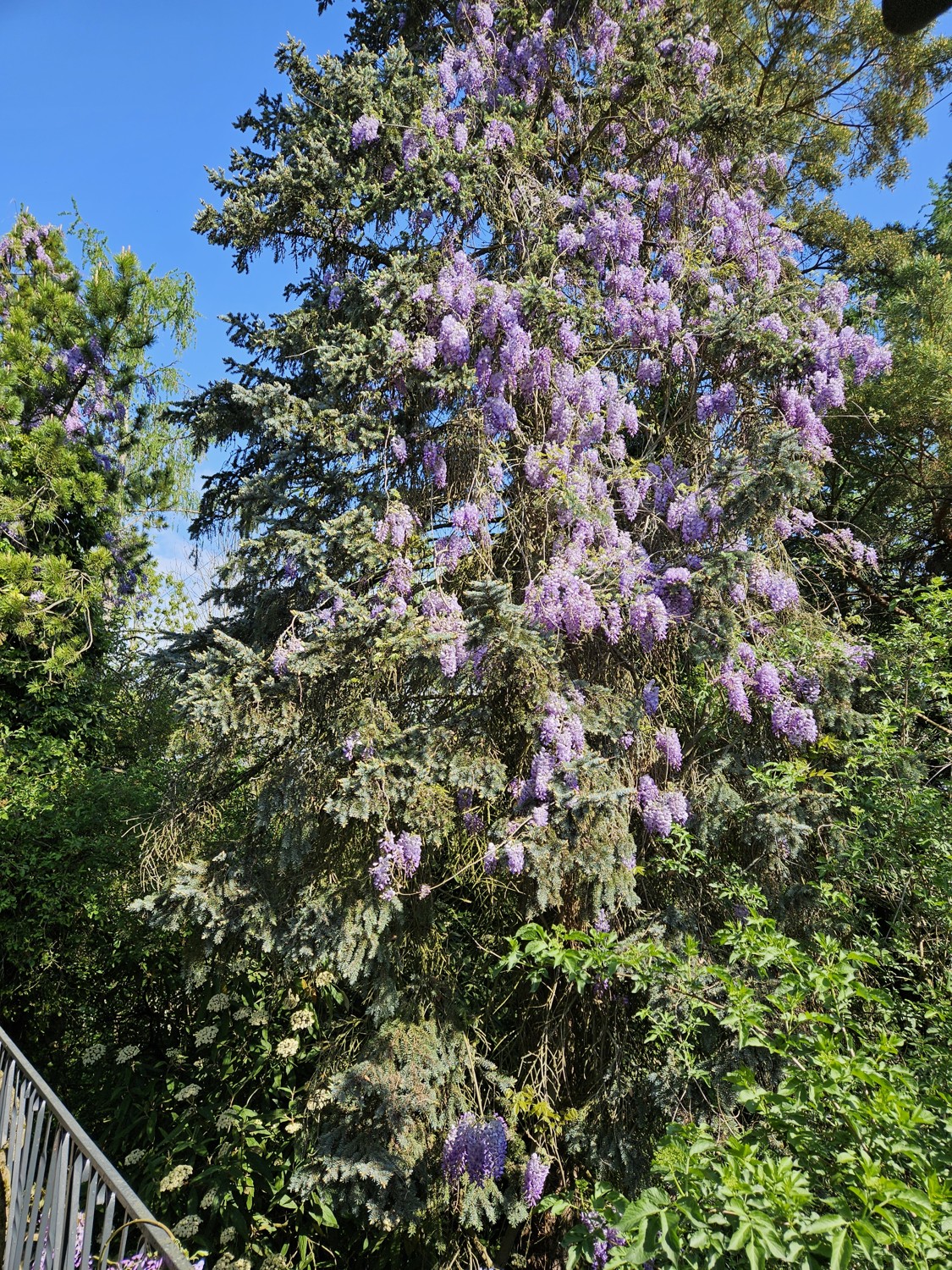 Gartenimpression