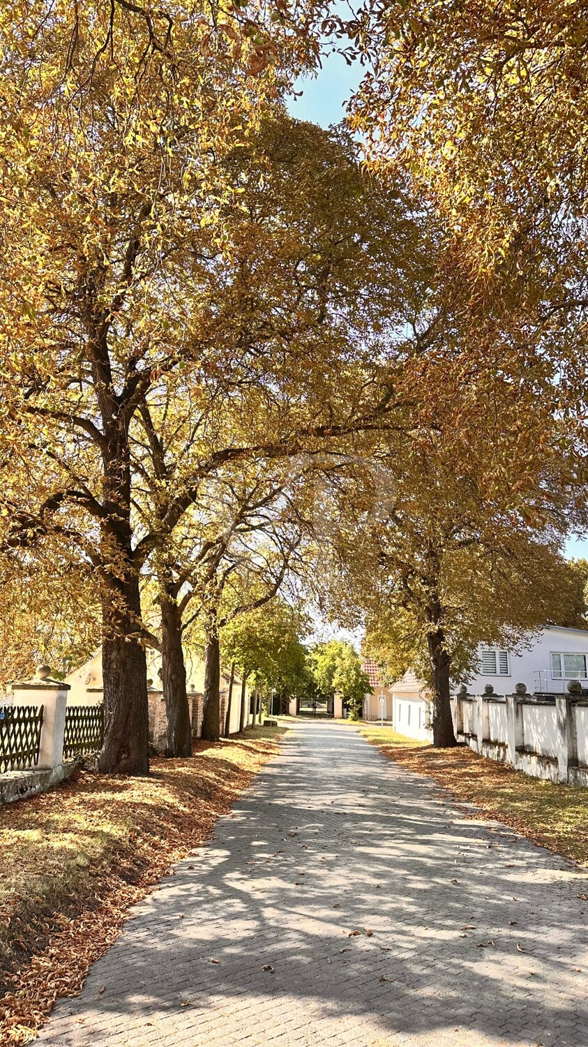 Allee