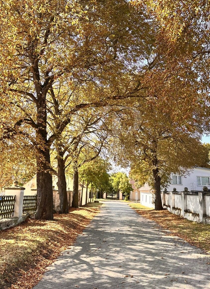 Allee