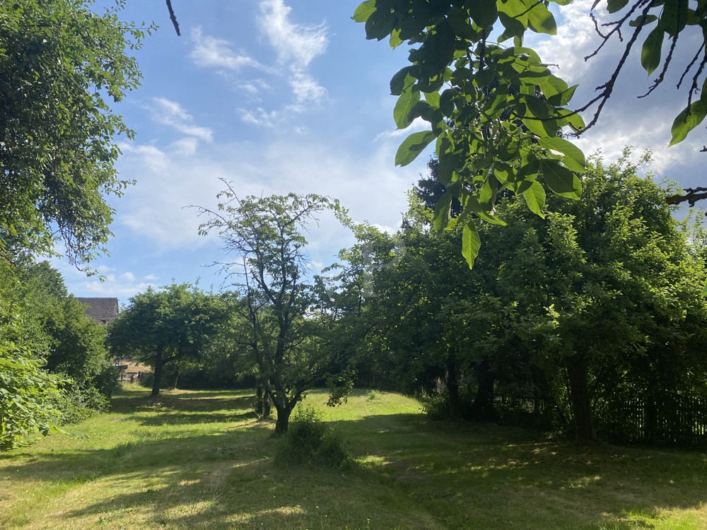 Blick in den Garten