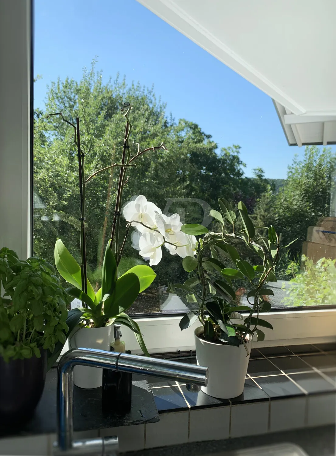 Detailfoto: Ausblick aus der Küche