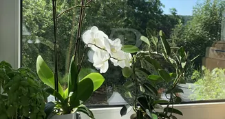 von_poll_real_estate_property_25221045_image_16