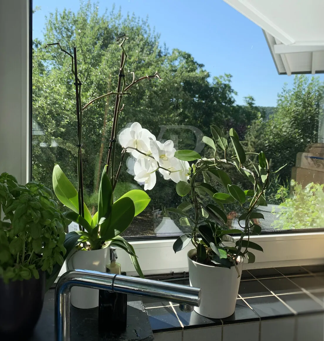 Detailfoto: Ausblick aus der Küche