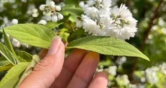 von_poll_real_estate_property_25221077_image_16