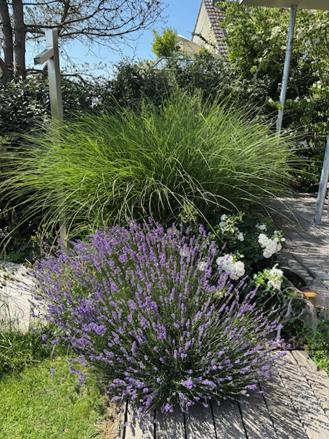 Blühender Lavendel_Außendusche
