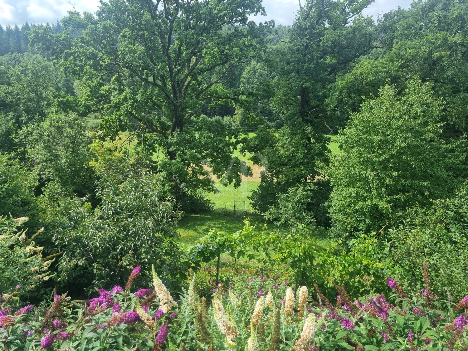 Blick ins Grüne / Gartenanlage