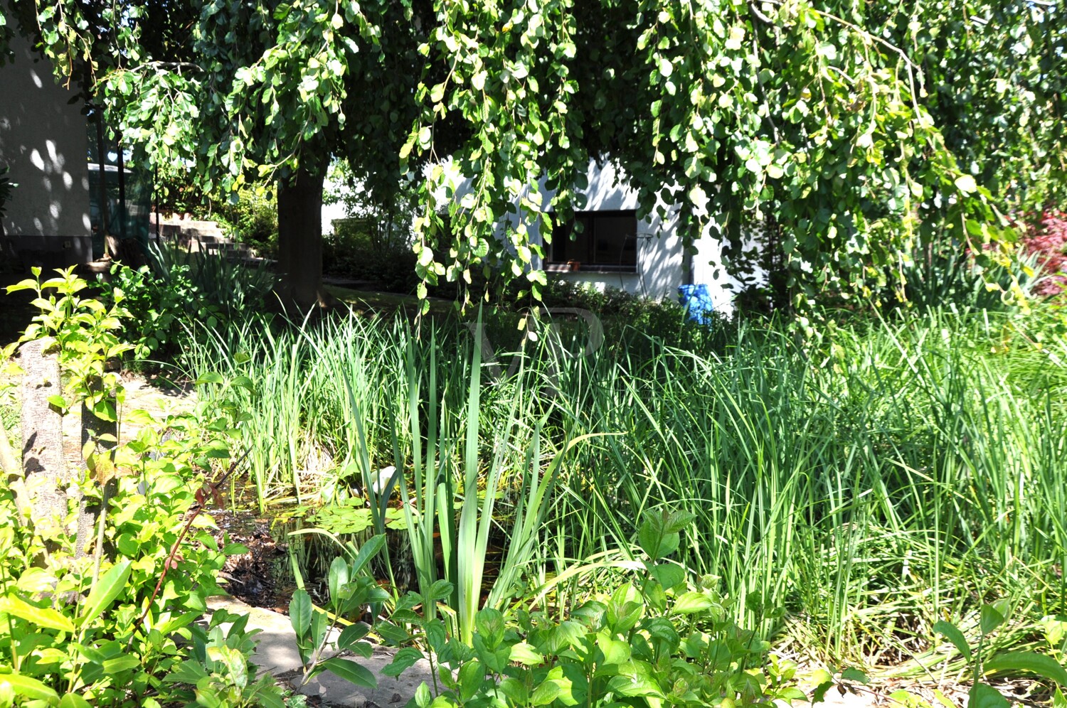 Gartenteich