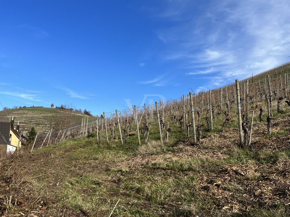 Aussicht auf die Weinberge