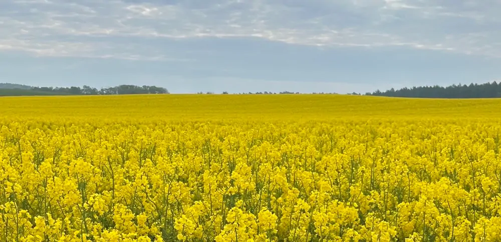 Ackerfläche im Außenbereich von Essen (Oldb.)