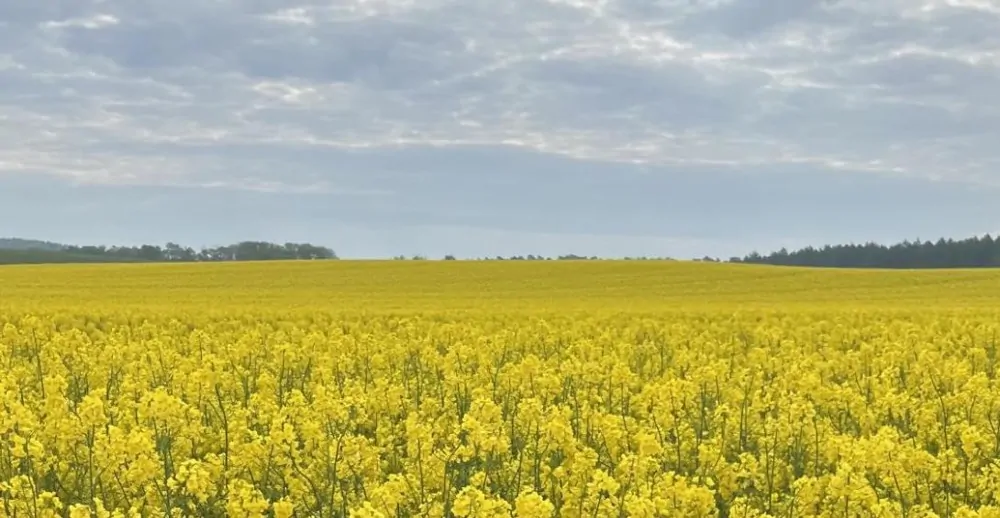 Ackerfläche im Außenbereich von Essen (Oldb.)