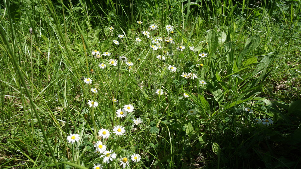 Blumen im Garten