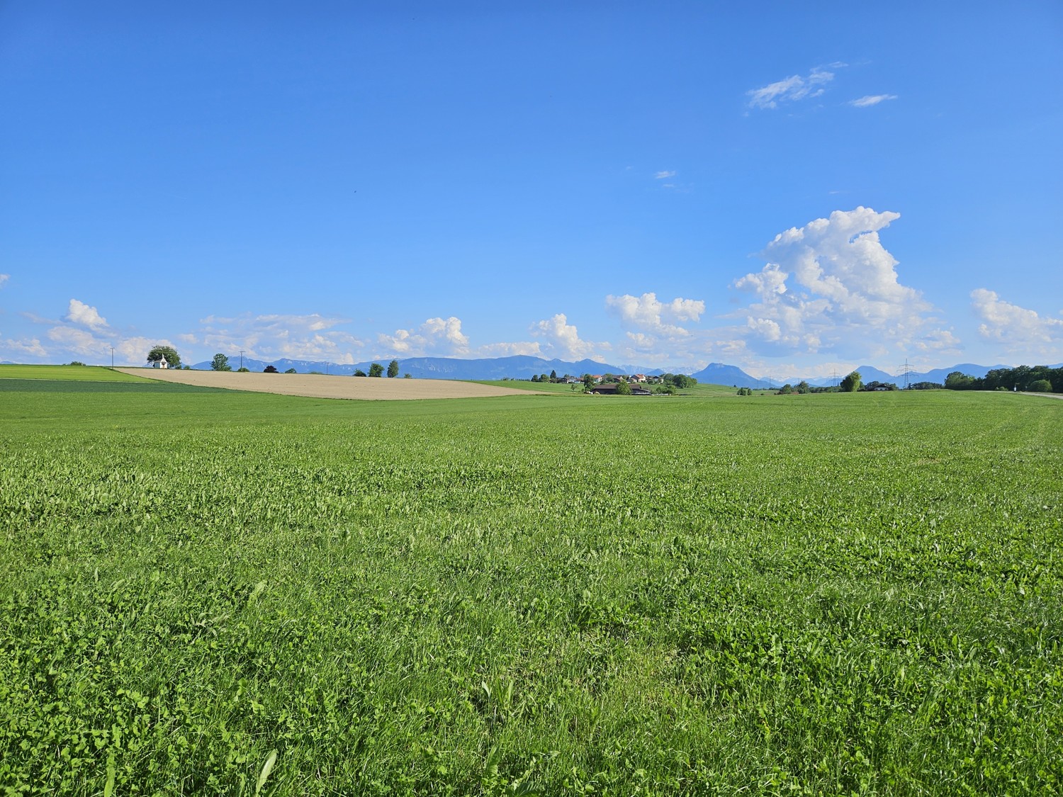 Wiese am Ortsrand