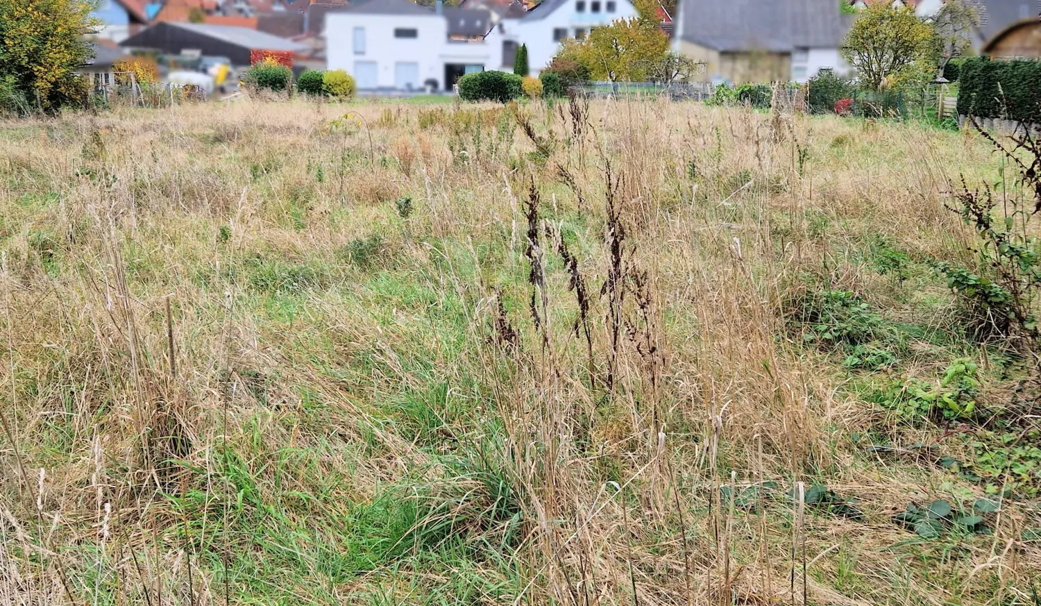 Eingerahmt vom Taunuswald