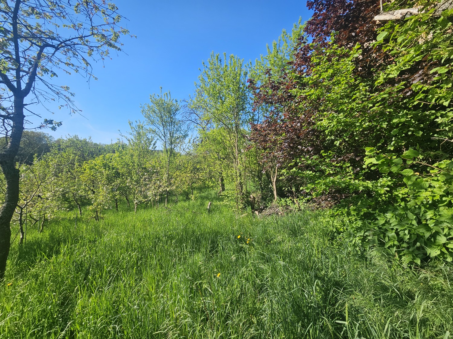 Blick vom Obstbaumgarten