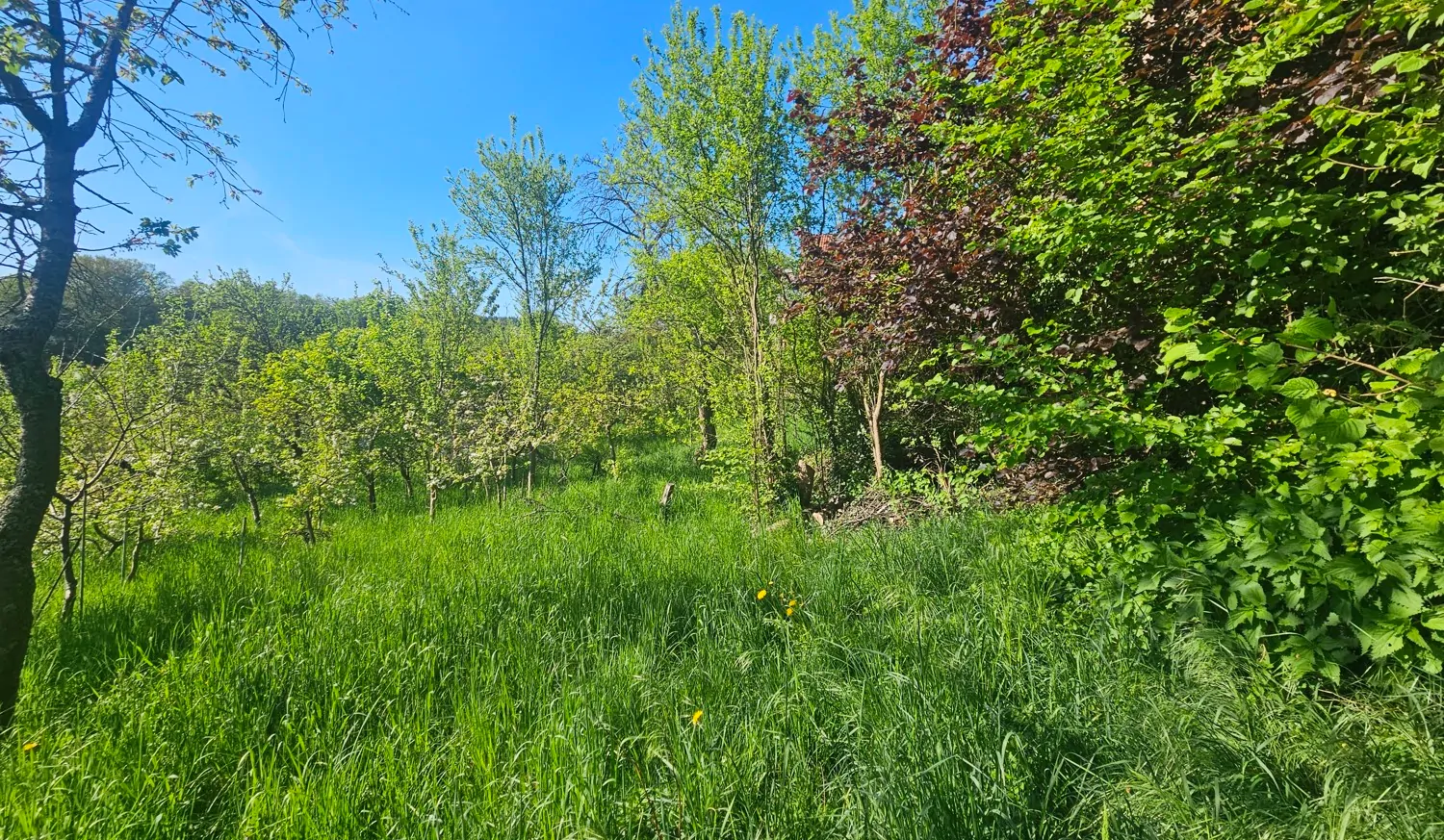Blick vom Obstbaumgarten